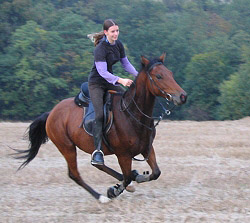 Dana a Anglick plnokrevnk Ladaron; Obany 2004